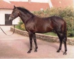 stallion Tamure xx (Thoroughbred, 1992, from Sadler's Wells xx)