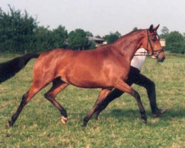 Zuchtstute Kadina (Trakehner, 1996, von Kostolany)