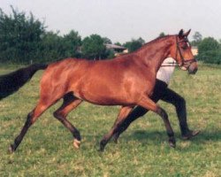 broodmare Kadina (Trakehner, 1996, from Kostolany)