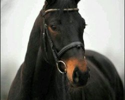 Dressurpferd Sacre' Coeur (Oldenburger, 2008, von Santino)