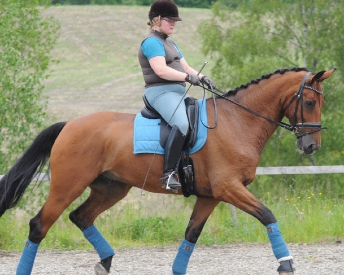 dressage horse De Caprio W (Danish Warmblood, 2004, from De Niro)