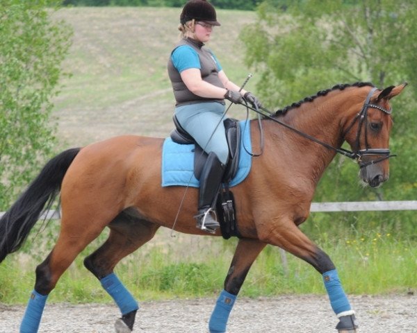 dressage horse De Caprio W (Danish Warmblood, 2004, from De Niro)