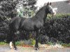 stallion Valido (German Riding Pony, 1985, from Very Important)