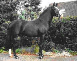 stallion Valido (German Riding Pony, 1985, from Very Important)