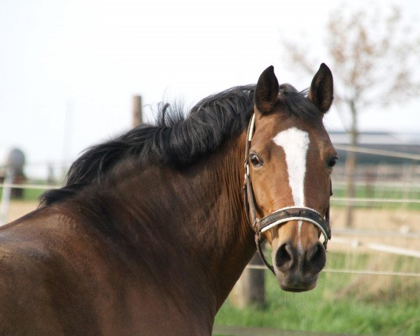 Pferd Venice (Deutsches Reitpony, 1998, von Valido)