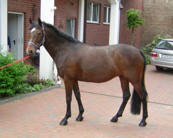 Pferd Vanga (Deutsches Reitpony, 1996, von Valido)