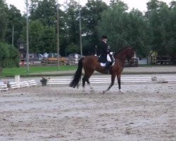 dressage horse Louisdor (Westphalian, 2002, from Laurenzius)