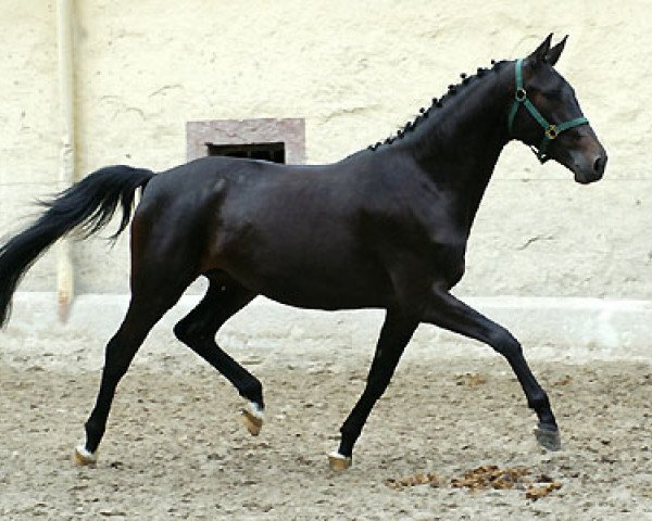 broodmare Kasou (Trakehner, 2006, from Shavalou)