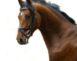 dressage horse Khedira (Trakehner, 2008, from Summertime)