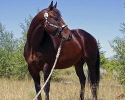 stallion Dashing Move Fame (Quarter Horse, 2003, from Dash Ta Fame)