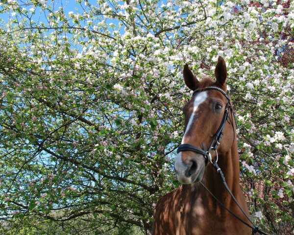 Pferd Donovan 93 (Oldenburger, 2000, von Ducello)