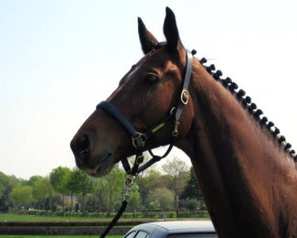 dressage horse Karas (Trakehner, 2004, from Summertime)