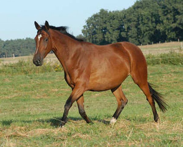 broodmare Klara IV (Trakehner, 2001, from Exclusiv)