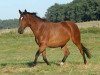 broodmare Klara IV (Trakehner, 2001, from Exclusiv)