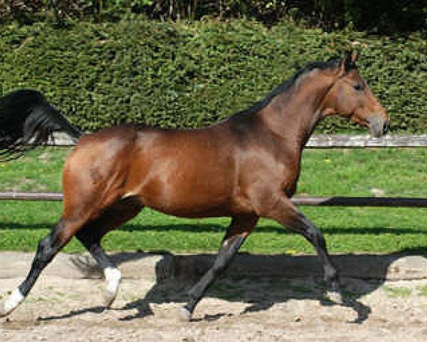 horse Karenin (Trakehner, 2001, from Schwadroneur)