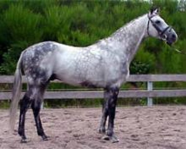 stallion Benedict N AA (Anglo-Arabs, 1991, from Bouquet AA)
