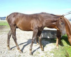 Pferd Mochaccino Be Aech (Quarter Horse, 2010, von Commander Be Aech)