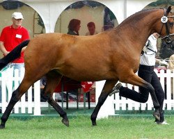 Zuchtstute Karena III (Trakehner, 2003, von Freudenfest)