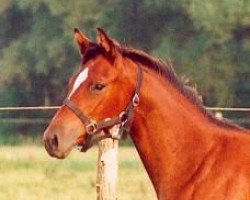 Zuchtstute Kalidah Jamal (Trakehner, 2002, von Manhattan)