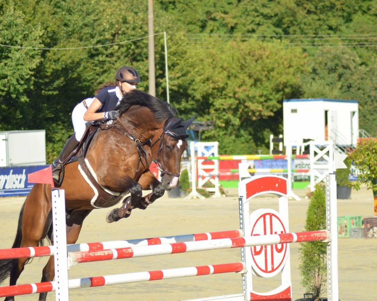 Springpferd Stechlin 5 (Hannoveraner, 2005, von Stolzenberg)