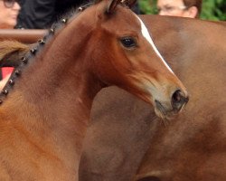 dressage horse Karmina 15 (Trakehner, 2012, from Singolo)