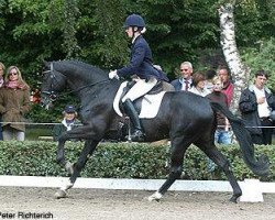 stallion Singolo (Trakehner, 2005, from Oliver Twist)