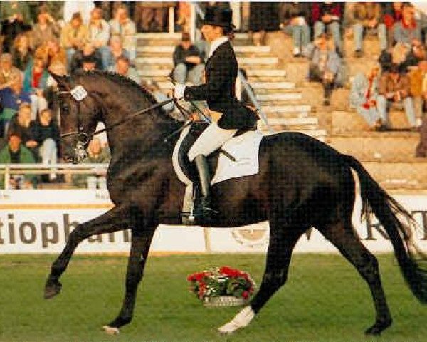 stallion Kennedy (Trakehner, 1989, from Michelangelo)