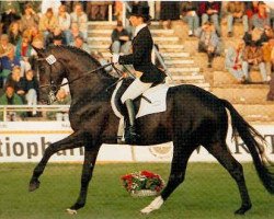 stallion Kennedy (Trakehner, 1989, from Michelangelo)