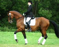 jumper Showtime (Trakehner, 1995, from Showmaster)