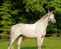 dressage horse Lexikon 16 (Oldenburg, 2011, from Levisonn 208 FIN)