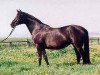 Pferd Capri VI (Trakehner, 1980, von Mackensen)