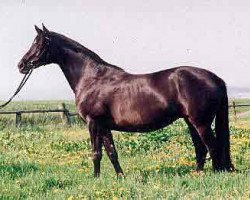 broodmare Capri VI (Trakehner, 1980, from Mackensen)