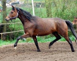 broodmare Erina II (Trakehner, 2001, from Caprimond)