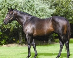 stallion Roc de Cambes xx (Thoroughbred, 2004, from Red Ransom xx)