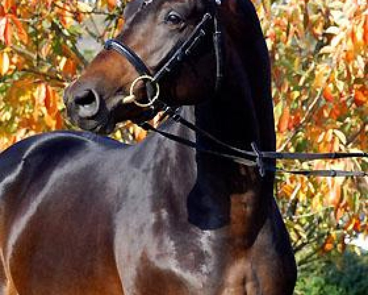 Dressurpferd Everio (Trakehner, 2006, von Summertime)