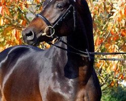 dressage horse Everio (Trakehner, 2006, from Summertime)