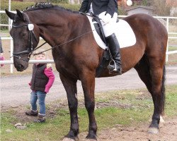 dressage horse Edano 10 (Heavy Warmblood, 1999, from Erbe Mo 1456)