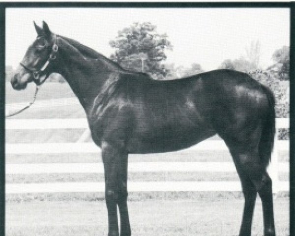 broodmare Show Lady xx (Thoroughbred, 1976, from Sir Ivor xx)