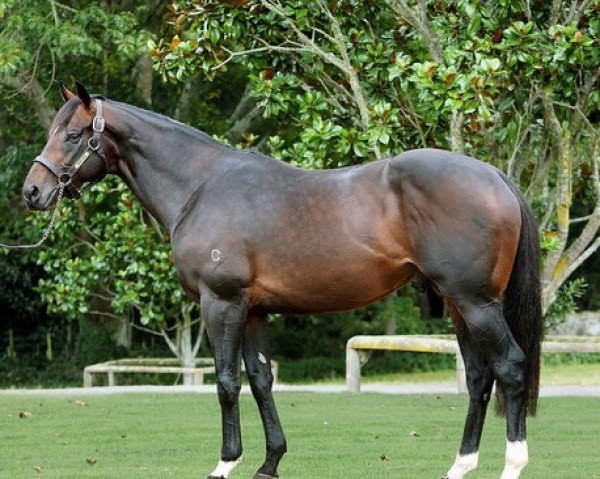 stallion Niagara xx (Thoroughbred, 2008, from Encosta De Lago xx)