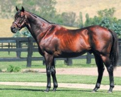 stallion Umatilla xx (Thoroughbred, 1988, from Miswaki xx)