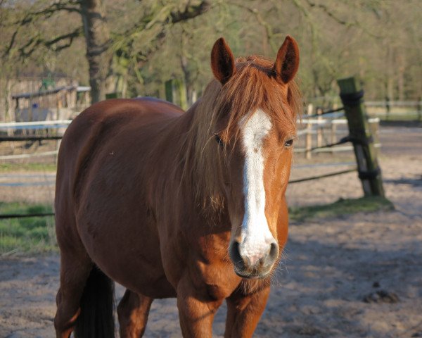 horse Nero (German Riding Pony, 2003, from Maskaron)