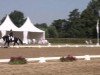 dressage horse Sao Paulo (Westphalian, 2008, from Status Quo)