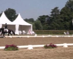 dressage horse Sao Paulo (Westphalian, 2008, from Status Quo)