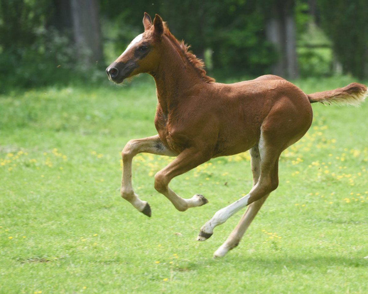 dressage horse Stute von Champagner Fizz / Sir Donnerhall II (Westphalian, 2022, from Champagner Fizz)