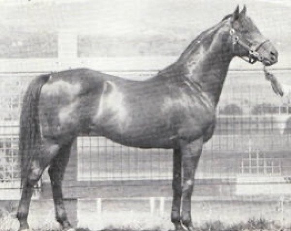 stallion Aloe xx (Thoroughbred, 1960, from Alycidon xx)