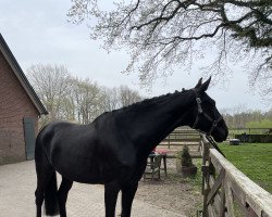 dressage horse Stuart Little 25 (Württemberger, 2013, from Schwarzgold)