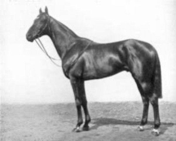stallion William of Valence xx (Thoroughbred, 1932, from Vatout xx)