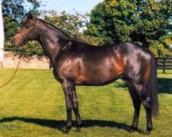 stallion Local Talent xx (Thoroughbred, 1986, from Northern Dancer xx)