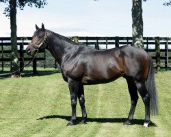 stallion Proisir xx (Thoroughbred, 2009, from Choisir xx)