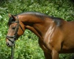 stallion Bel Ami FR AA (Anglo-Arabs, 2000, from Benedict N AA)